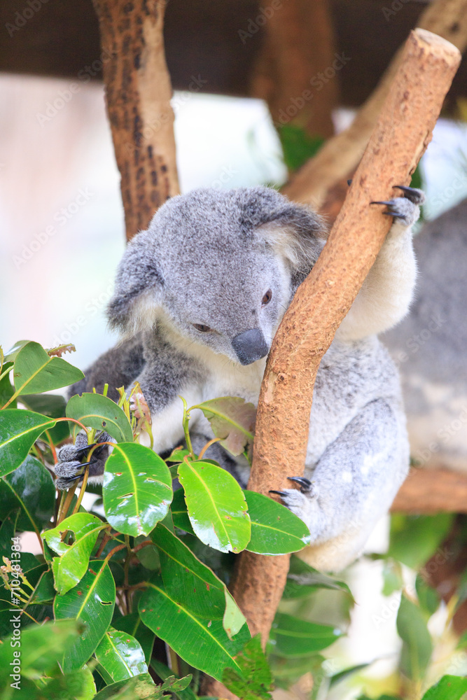 Obraz premium A Tender Moment: Mother Koala with Her Joey