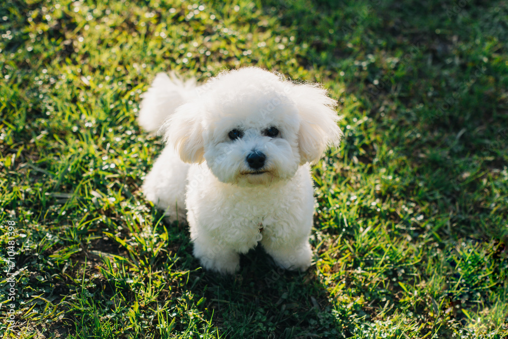 Cute Bichon Frise puppy on a green grass walking in a park.