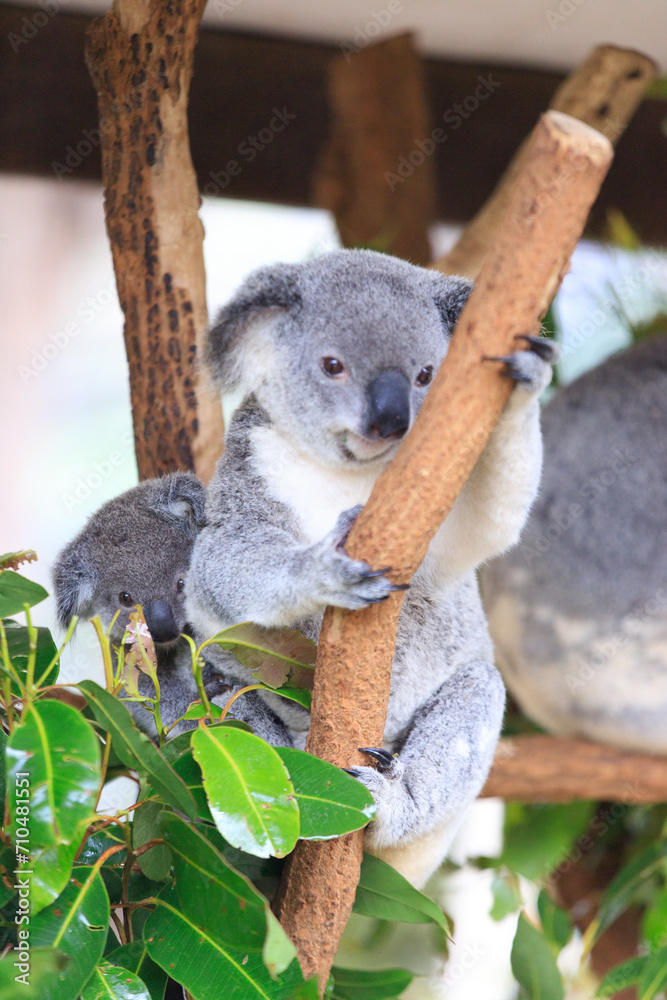Fototapeta premium A Tender Moment: Mother Koala with Her Joey