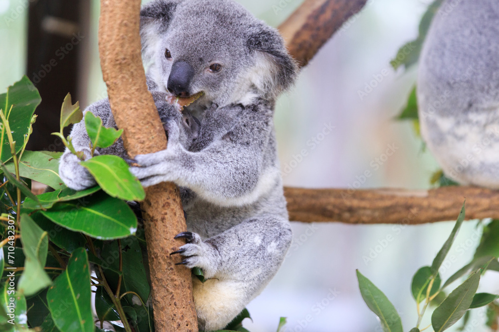 Obraz premium A Tender Moment: Mother Koala with Her Joey