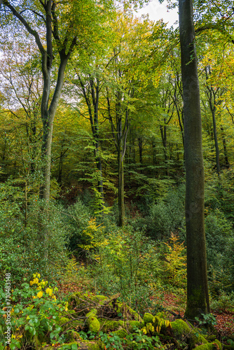 Buchenwald im Naturschutzgebiet Gelpe  Wuppertal