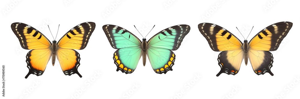 set of butterflies in row on white background isolated	