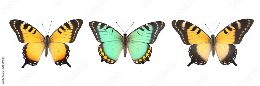 set of butterflies in row on white background isolated set of butterflies in row on white background isolated