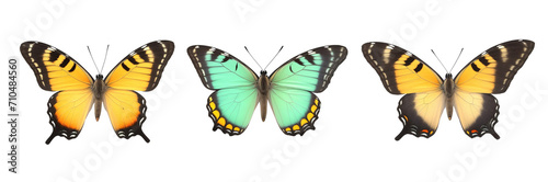 set of butterflies in row on white background isolated 