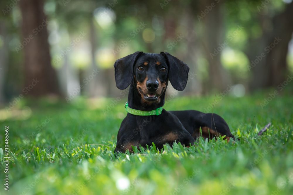 Sausage daschund black pure breed dog canine domestic pet laying on grass Sausage daschund black pure breed dog canine domestic pet laying on grass