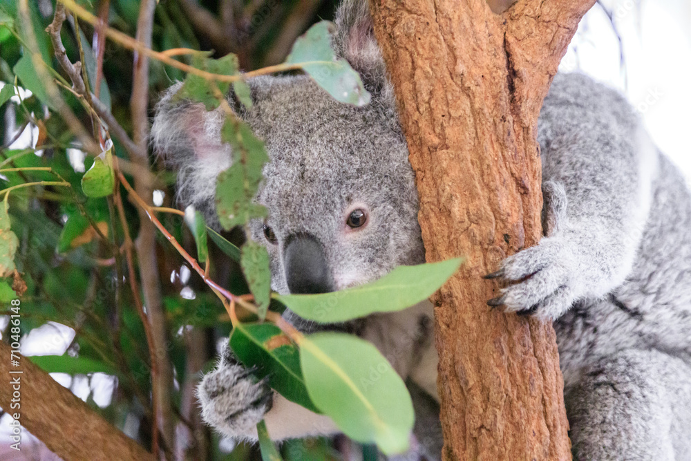 Obraz premium A Tranquil Koala Savoring Eucalyptus Leaves in the Australian Wilderness