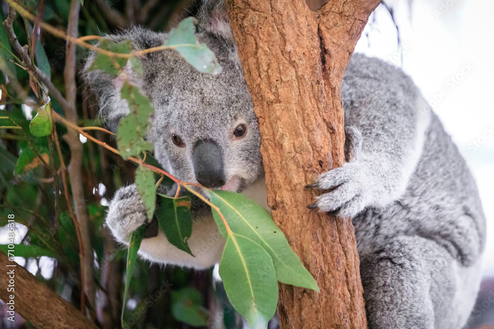 Fototapeta premium A Tranquil Koala Savoring Eucalyptus Leaves in the Australian Wilderness