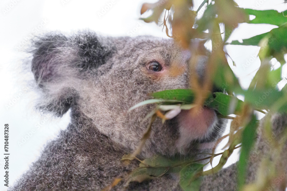 Obraz premium A Tranquil Koala Savoring Eucalyptus Leaves in the Australian Wilderness