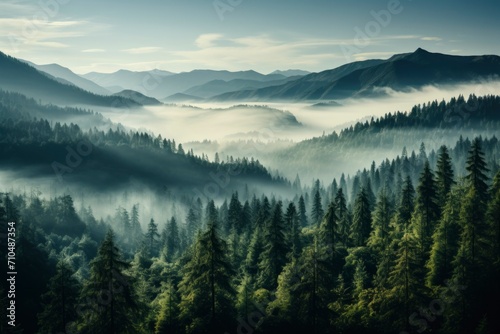 Nature's magic unfolds in a misty fir forest, where the fog paints a dreamlike tapestry around the trees, enhancing the beauty of the mountain landscape.