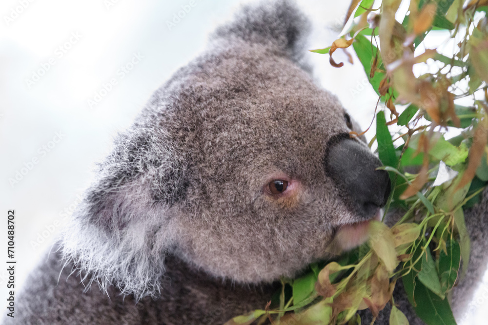 Obraz premium A Tranquil Koala Savoring Eucalyptus Leaves in the Australian Wilderness