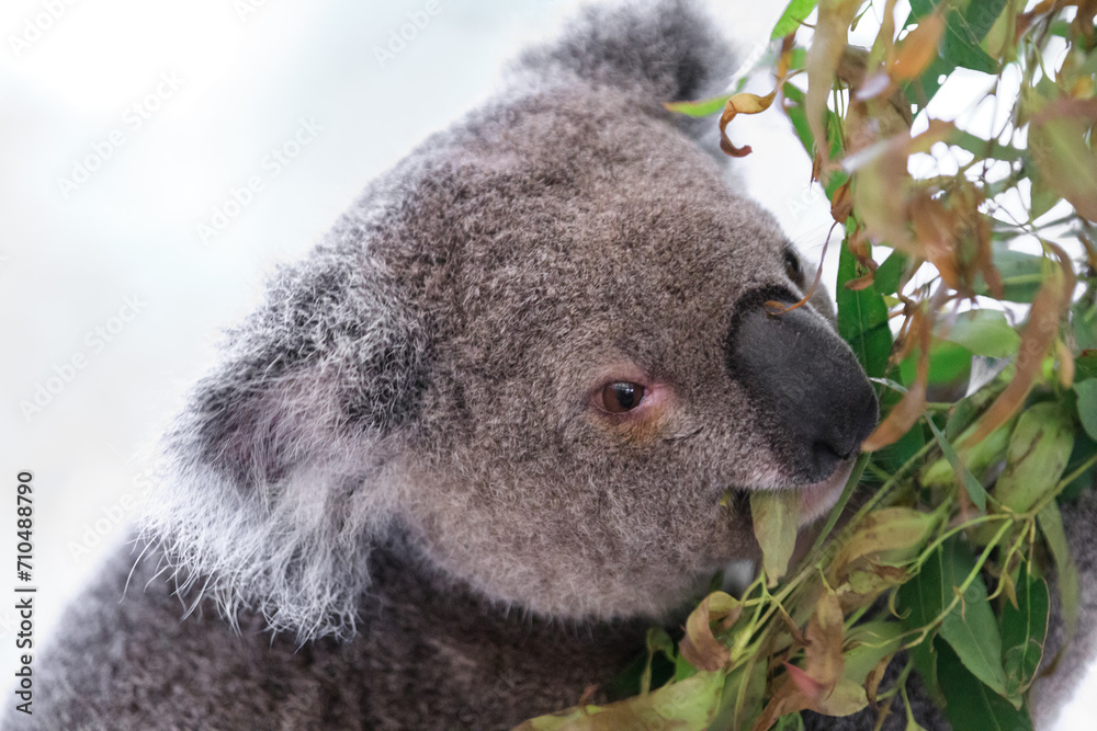 Obraz premium A Tranquil Koala Savoring Eucalyptus Leaves in the Australian Wilderness