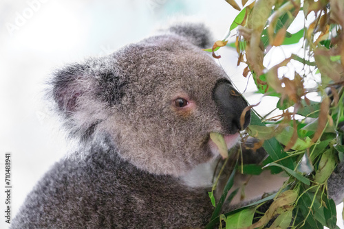 Fototapeta Naklejka Na Ścianę i Meble -  A Tranquil Koala Savoring Eucalyptus Leaves in the Australian Wilderness