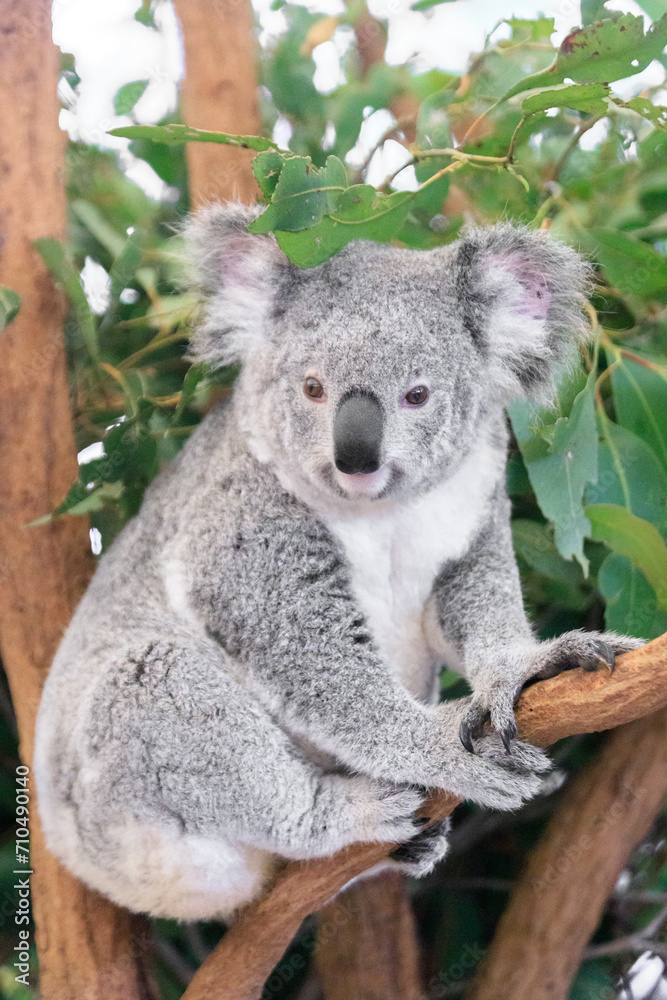 Naklejka premium A Curious Koala Amidst Lush Greenery