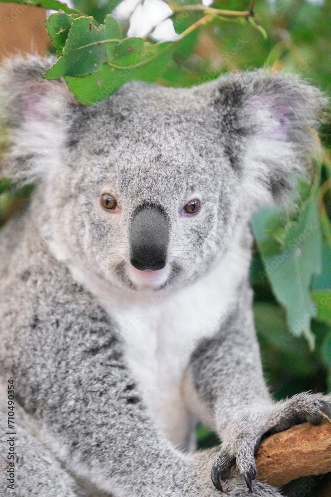 Fototapeta premium A Curious Koala Amidst Lush Greenery
