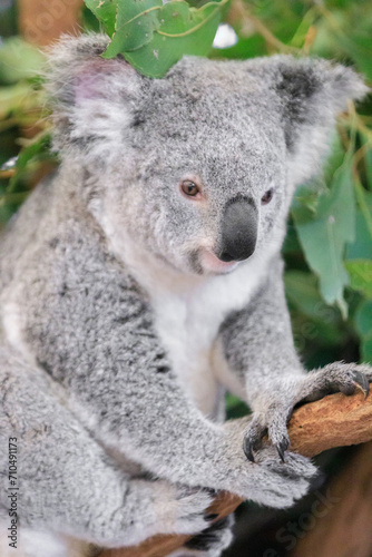 Fototapeta Naklejka Na Ścianę i Meble -  A Curious Koala Amidst Lush Greenery