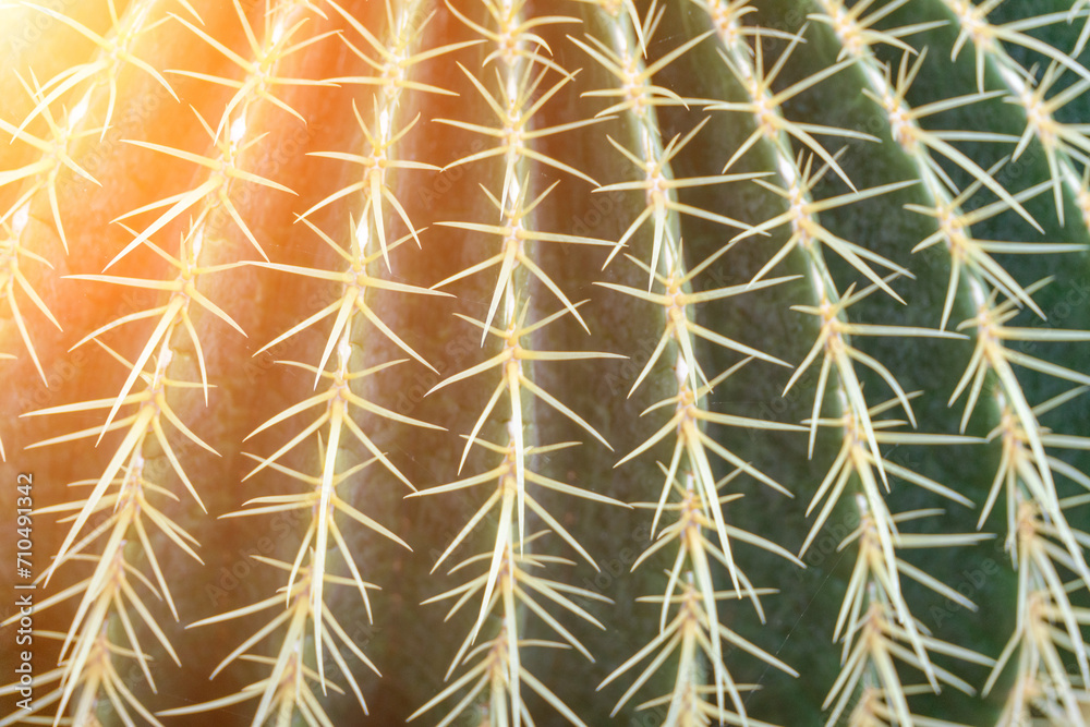thorn cactus texture background. Golden barrel cactus, golden ball or mother-in-law's cushion Echinocactus grusonii is a species of barrel cactus which is endemic to east-central Mexico thorn cactus texture background. Golden barrel cactus, golden ball or mother-in-law's cushion Echinocactus grusonii is a species of barrel cactus which is endemic to east-central Mexico