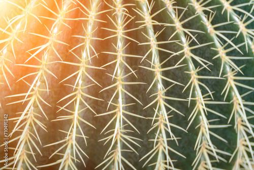 thorn cactus texture background. Golden barrel cactus, golden ball or mother-in-law's cushion Echinocactus grusonii is a species of barrel cactus which is endemic to east-central Mexico photo