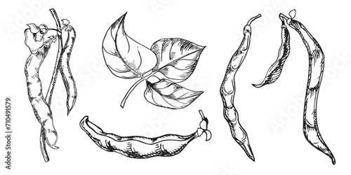 Set of black string bean plant vector illustration isolated on white. Violet beans pod ink silhouette hand drawn. Black Eyed peas. Legume black white graphic. For design wrapping, label, packaging