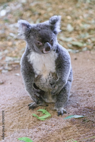 Photography A Curious Koala Exploring the Grounds