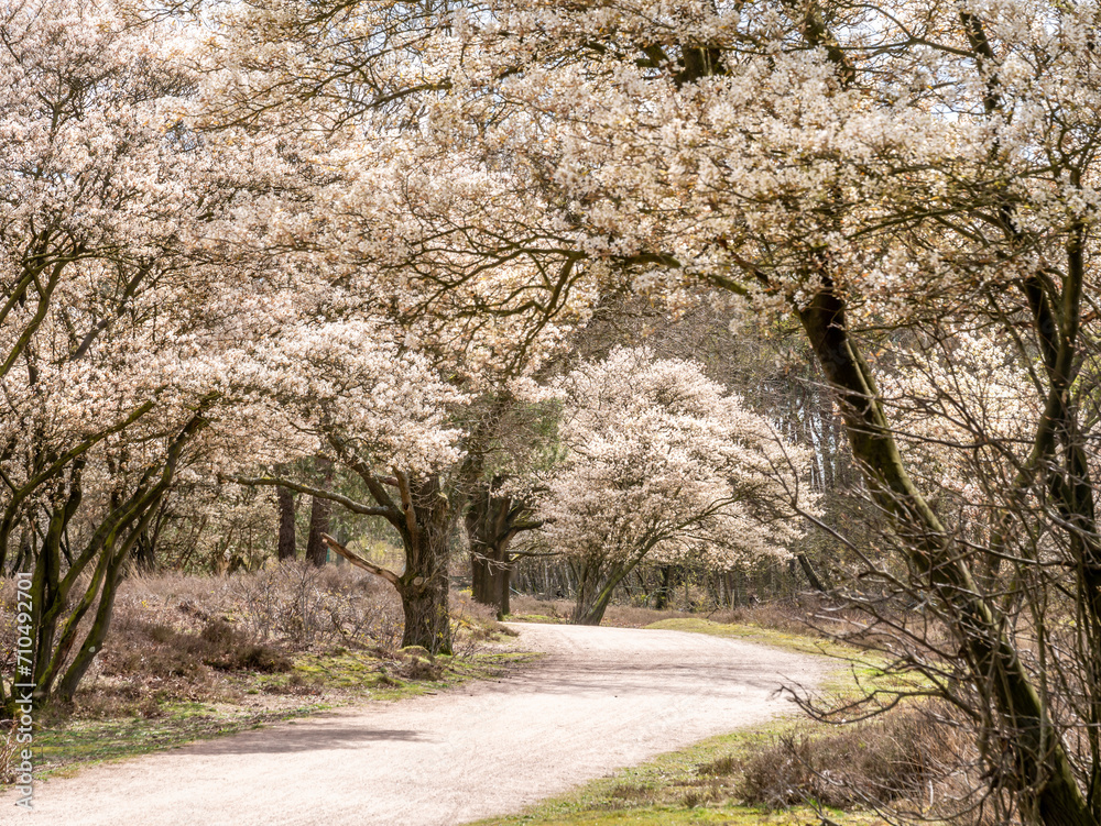Obraz premium Juneberry trees, Amelanchier lamarkii, blooming in Zuiderheide nature reserve in Het Gooi, North Holland, Netherlands