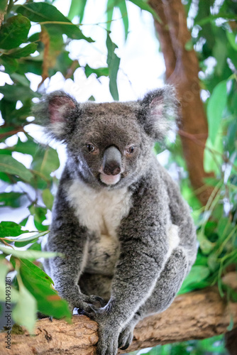 Fototapeta Naklejka Na Ścianę i Meble -  A Curious Koala Amidst Lush Greenery
