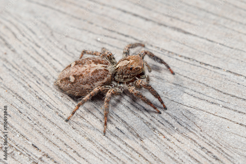 Obraz premium Female Plexippus paykulli spider walking on a wooden floor. High quality photo