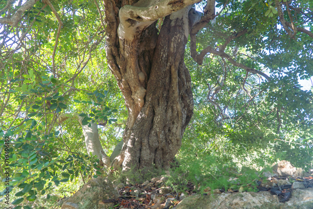 Olivo. Tronco de árbol olivar en dái soleado zona de Tarragona, Mediterraneo