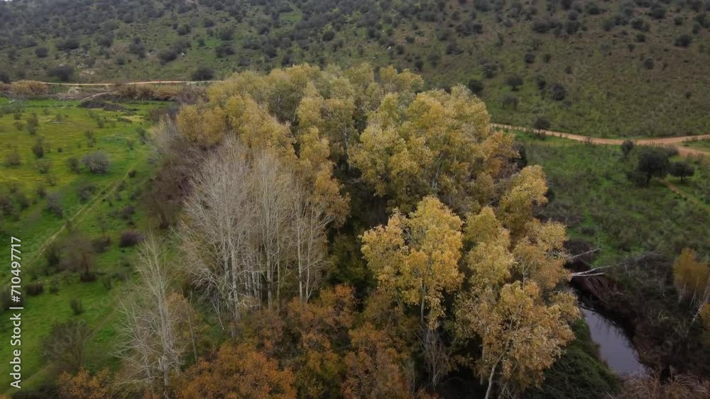 Autumn Canopy Aerial Drone Exploration of a Golden Alameda with Yellow Leaves, showcasing Fall Foliage, Tranquil Nature, and Scenic Overlooks. Perfect for Aerial Park Footage and Projects highlightin Autumn Canopy Aerial Drone Exploration of a Golden Alameda with Yellow Leaves, showcasing Fall Foliage, Tranquil Nature, and Scenic Overlooks. Perfect for Aerial Park Footage and Projects highlightin
