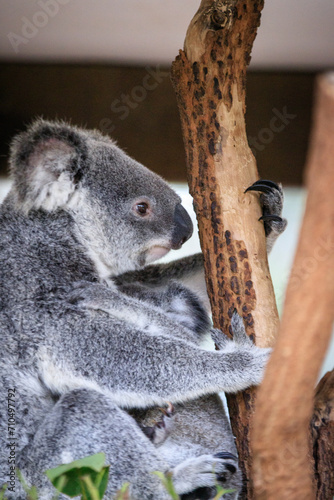 Fototapeta Naklejka Na Ścianę i Meble -  A Koala’s Love and Care for Her Joey