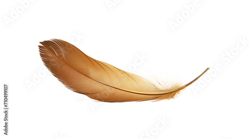 a brown feather on a white background photo