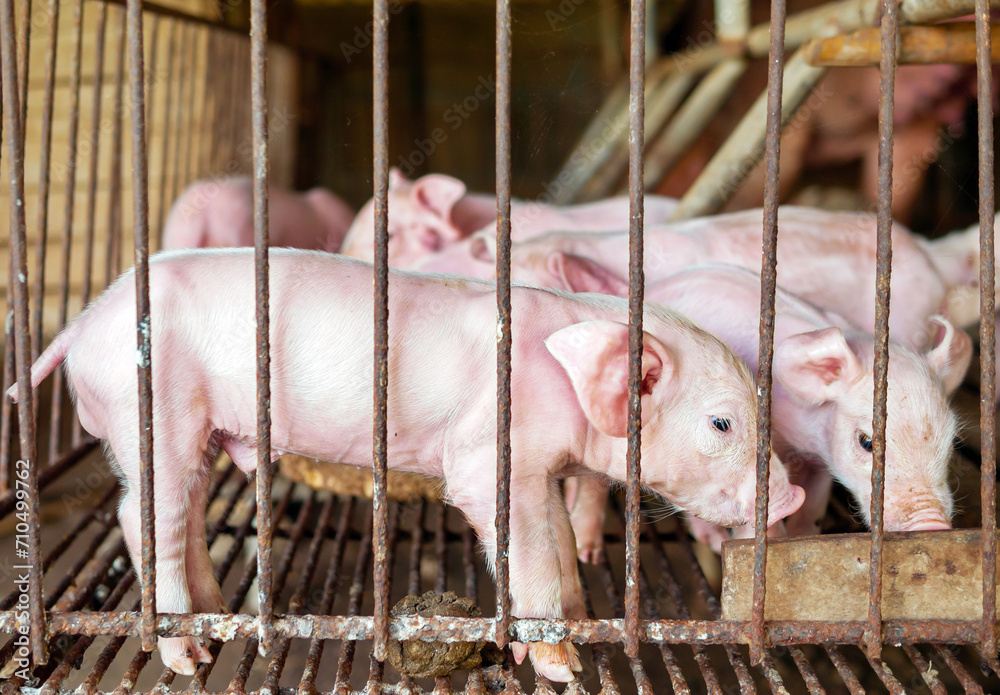 Many piglet cute newborn in the pig farm with other piglets, Close-up of masses piglets in pig farm Many piglet cute newborn in the pig farm with other piglets, Close-up of masses piglets in pig farm