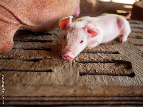 Cute newborn A week-old piglet in the pig farm with other piglets, Close-up