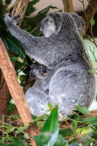 A Tender Moment: Mother Koala with Her Joey