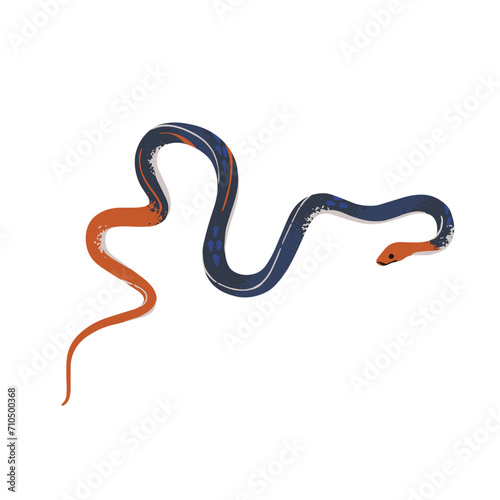 Red headed krait. Tropical poison snake with bright head, tail, black body. Venomous serpent, exotic reptile, dangerous animal. Rainforest fauna. Flat isolated vector illustration on white background
