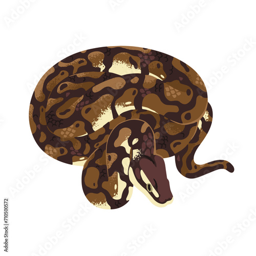 Asian or Indian rock python, common constrictor. Large boa with spotted skin, patterned scale. Exotic reptile, tropical animal. Dangerous fauna. Flat isolated vector illustration on white background