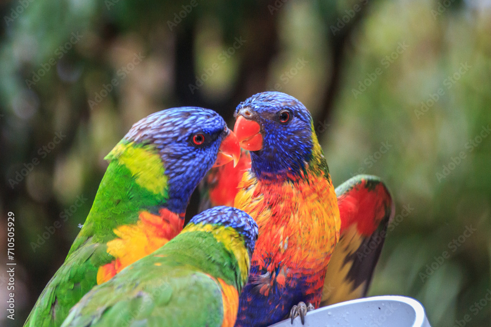 Rainbow Lorikeets: A Colorful Avian Encounter