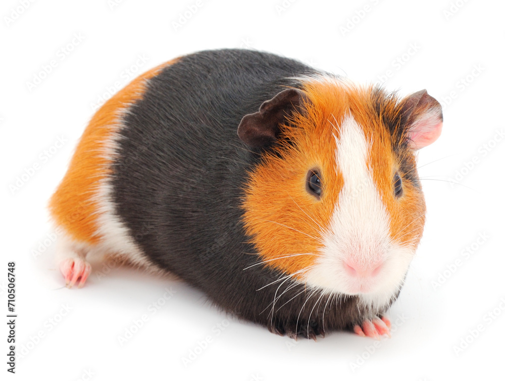 Guinea pig isolated.