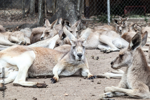 A Peaceful Gathering of Resting Kangaroos