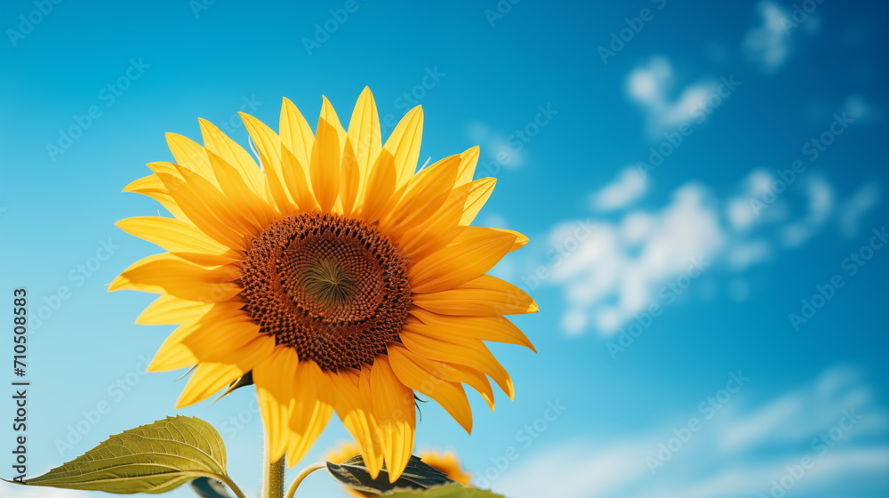 Close up sunflower with blurred blue sky background. Sunflower blooming. Generated AI Close up sunflower with blurred blue sky background. Sunflower blooming. Generated AI