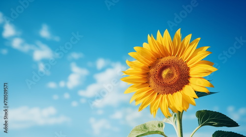 Close up sunflower with blurred blue sky background. Sunflower blooming. Generated AI
