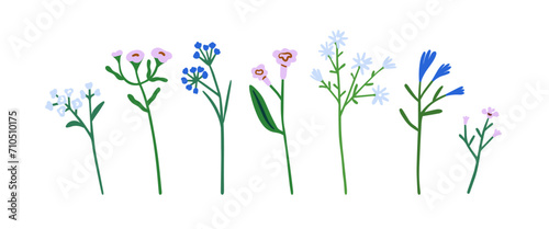 Field flowers set. Spring floral stems, herbal branches, meadow blooms and leaf. Botanical natural design elements. Gentle fragile wildflowers. Flat vector illustration isolated on white background