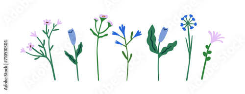 Delicate flowers, stems set. Field herbs, spring meadow floral branches, simple blooms. Gentle blossomed plants. Botanical design elements. Flat vector illustration isolated on white background