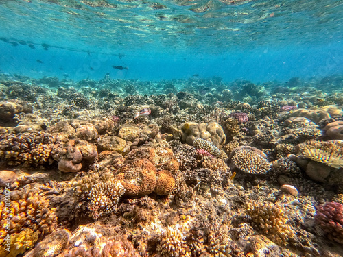 Underwater life of reef with corals and tropical fish. Coral Reef at the Red Sea, Egypt.
