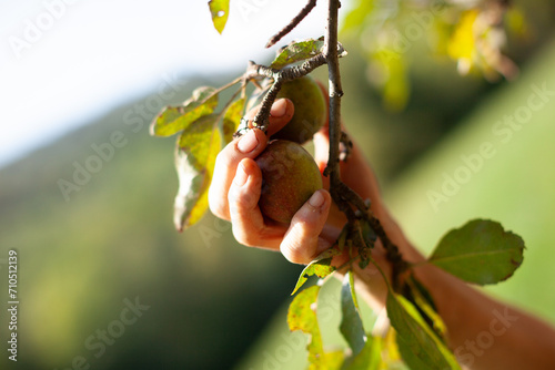 Senior Caucasian Woman Hand Picking Up an Apple from an Applet in Countryside  Close Up