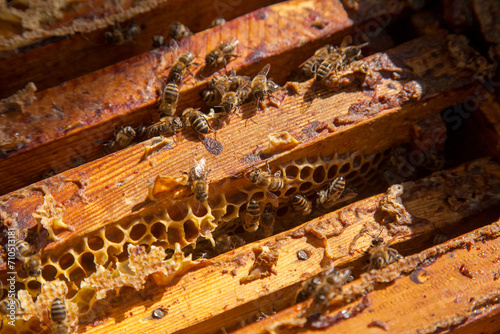 Open hive showing the bees swarming on a honeycomb.. © kostik2photo