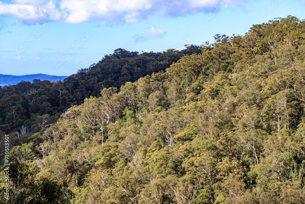 Breathtaking Views of Springbrook National Park, Australia Breathtaking Views of Springbrook National Park, Australia