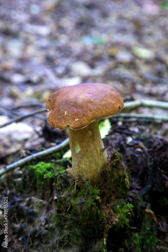 Single Boletus edulis or porcini mushroom growing in the forest. .