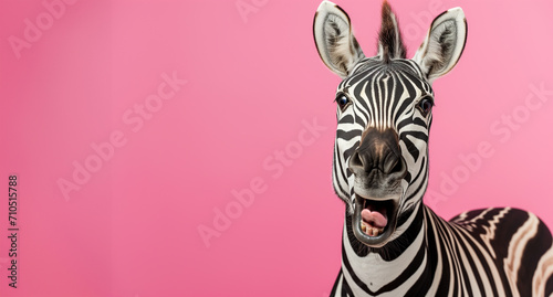 Funny zebra on a pink background. The zebra has its mouth open and its tongue sticking out. The zebra smiles. close-up. place for text.