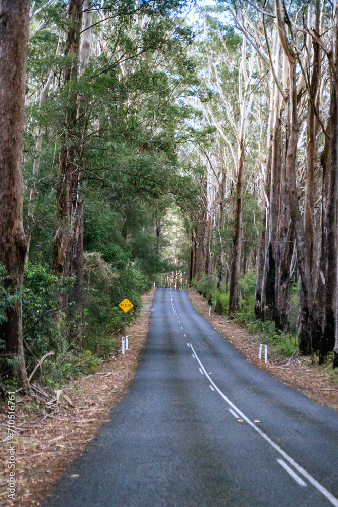 Fototapeta premium Serene journey through nature’s beauty