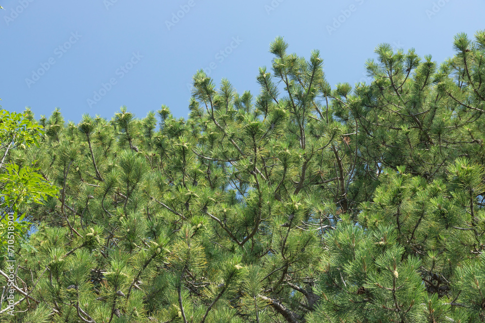 Green needles of a mountain pine in a large plan, growing in the mountains of Crimea.